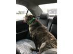 Adopt Charlie Murphy a Brown/Chocolate - with White American Pit Bull Terrier /