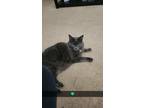 Adopt Bobo and sadie a Gray, Blue or Silver Tabby Maine Coon / Mixed (long coat)