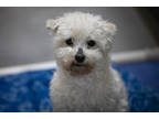 Adopt Milo a White Shih Tzu / Poodle (Miniature) / Mixed (short coat) dog in