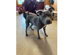 Adopt Lando a Black American Pit Bull Terrier / Mixed Breed (Medium) / Mixed