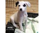 Adopt Jadis-9208 a White Border Collie / Mixed Breed (Medium) / Mixed (medium