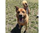 Adopt Puppers a Tan/Yellow/Fawn German Shepherd Dog / Mixed Breed (Medium) /