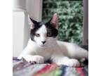 Adopt Sandal a Black & White or Tuxedo Turkish Van (short coat) cat in Chicago