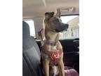 Adopt Kali a Brown/Chocolate - with Tan German Shepherd Dog / Mixed dog in New