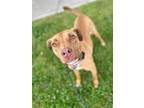 Adopt Tulip a Red/Golden/Orange/Chestnut - with White Vizsla / Mixed dog in
