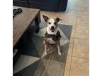 Adopt Logan a Brindle - with White American Pit Bull Terrier / Staffordshire