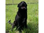 Adopt Ryder a Black - with White Border Collie / Mixed Breed (Medium) / Mixed