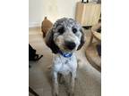 Adopt ASHEVILLE a Tricolor (Tan/Brown & Black & White) Labradoodle / English