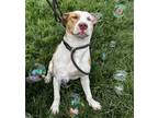 Adopt Sugar a White Labrador Retriever / Mixed Breed (Medium) / Mixed (short