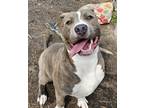 Adopt Franklin a Brindle Staffordshire Bull Terrier / Mastiff / Mixed dog in