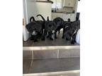 Adopt Meg a Black Labrador Retriever / Mixed Breed (Medium) / Mixed (short coat)