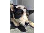 Adopt Cali'Rae a White Border Collie / Mixed Breed (Medium) / Mixed (medium
