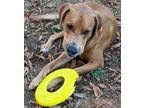 Adopt Duke a Tan/Yellow/Fawn Hound (Unknown Type) / Labrador Retriever / Mixed