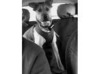 Adopt LUCKY SEVEN a Black - with Tan, Yellow or Fawn Mutt / Mixed dog in San