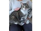 Adopt Tony a Brown Tabby American Shorthair / Mixed (short coat) cat in