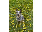 Adopt Nash a Australian Cattle Dog / Mixed dog in Grand Forks, ND (40919316)