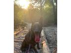Adopt Kennedy a Brindle Dutch Shepherd / Mixed dog in Fort Worth, TX (41366533)