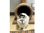 Adopt Egg a Domestic Mediumhair / Mixed cat in Prince Rupert, BC (41366564)