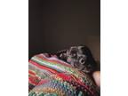 Adopt Tilian a Black - with White Boxer / American Staffordshire Terrier / Mixed