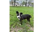 Adopt Boston a Black - with White Boston Terrier / Mixed Breed (Medium) / Mixed