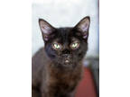 Adopt Nero a All Black Domestic Shorthair / Mixed Breed (Medium) / Mixed (short