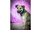 Adopt Biggie a Black German Shepherd Dog / Mixed Breed (Medium) / Mixed (short