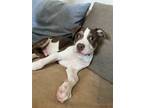 Adopt Moo Cow Pup- Lucky a Brown/Chocolate - with White Terrier (Unknown Type