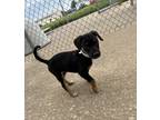 Adopt Rocky a Black Miniature Pinscher / Mixed Breed (Medium) / Mixed (short