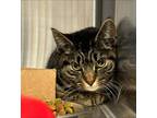 Adopt Regina George a Brown Tabby Domestic Shorthair / Mixed Breed (Medium) /