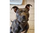 Adopt Princeton a Black American Pit Bull Terrier / Mixed Breed (Medium) / Mixed