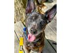Adopt Rusty a Miniature Pinscher / Mixed dog in Kennesaw, GA (41016459)