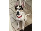 Adopt Pippa a White - with Black Pointer / Cattle Dog / Mixed dog in Hillsboro