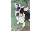 Adopt Ketchup a White - with Black Jack Russell Terrier / Mixed dog in Ventura