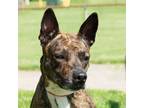 Adopt Keena a American Pit Bull Terrier / Mixed dog in Troy, OH (41336103)