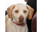 Adopt Dip a Labrador Retriever / Hound (Unknown Type) / Mixed dog in Troy