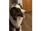 Adopt Beau a Tricolor (Tan/Brown & Black & White) Border Collie / Australian