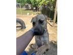 Adopt Charcoal a Tan/Yellow/Fawn Mountain Cur / Labrador Retriever / Mixed dog