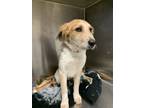 Adopt Fiona G22 5/7/24 a Brindle Australian Shepherd / Mixed Breed (Medium) /