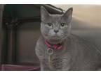 Adopt Dixie a Gray or Blue Russian Blue / Mixed cat in Mountain Home