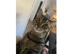 Adopt Dibs a Black (Mostly) American Shorthair / Mixed (short coat) cat in