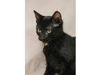 Adopt Piglet a All Black Domestic Shorthair / Mixed Breed (Medium) / Mixed