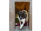 Adopt Lilly a White Shepherd (Unknown Type) / Mixed Breed (Medium) / Mixed