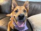 Adopt Lucy Squirrel a Red/Golden/Orange/Chestnut Husky dog in Bellingham