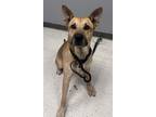 Adopt Donnie a Brown/Chocolate German Shepherd Dog / Mixed Breed (Medium) /