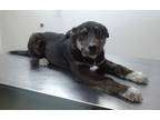 Adopt Rex a Black Australian Cattle Dog / Mixed Breed (Medium) / Mixed (short
