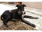 Adopt Layla a Afghan Hound / Saluki / Mixed dog in York, SC (40586647)