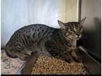 Adopt Hacky-Sak a Brown Tabby Domestic Shorthair / Mixed Breed (Medium) / Mixed