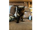 Adopt Willow a Tortoiseshell Domestic Shorthair (short coat) cat in Raytown