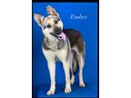 Adopt EMBER a Black German Shepherd Dog / Mixed Breed (Medium) / Mixed (short