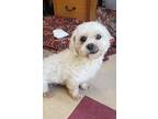 Adopt Dawn a White Bichon Frise / Poodle (Miniature) / Mixed (long coat) dog in